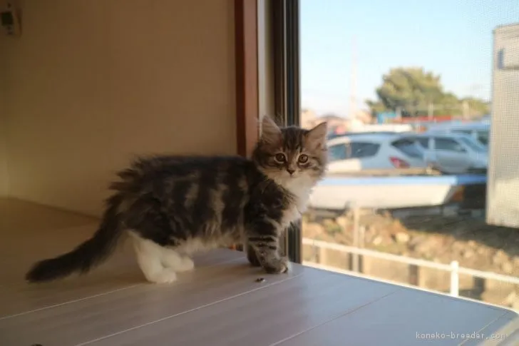 ID:1810-01364の子猫