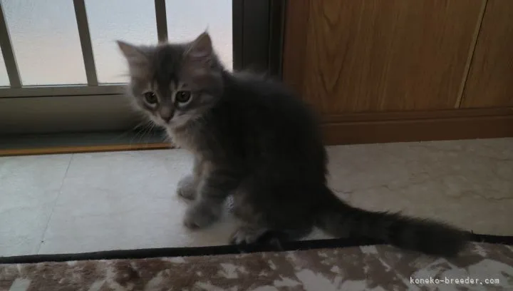 ID：2106-01531の子猫