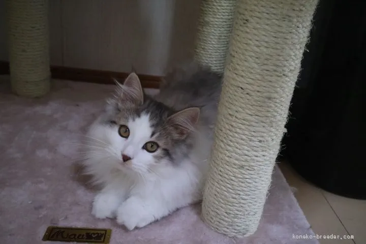 ハナマチュリ 様のお迎えした子猫