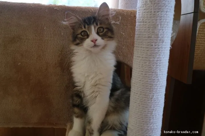 ID:1908-00503の子猫