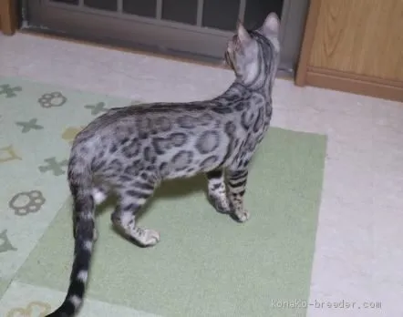 ID：1907-01600の子猫