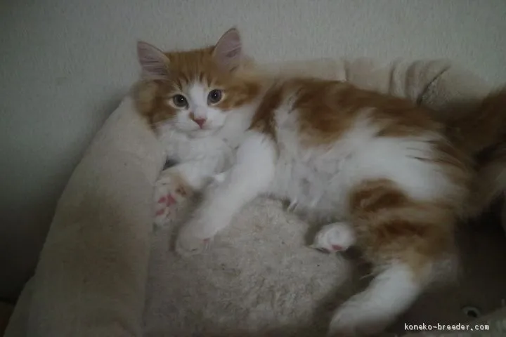 ID：2004-02120の子猫