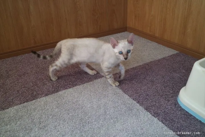ID：2105-01439の子猫