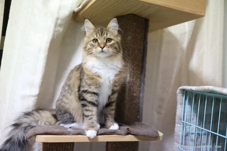 ID：2107-01635の子猫