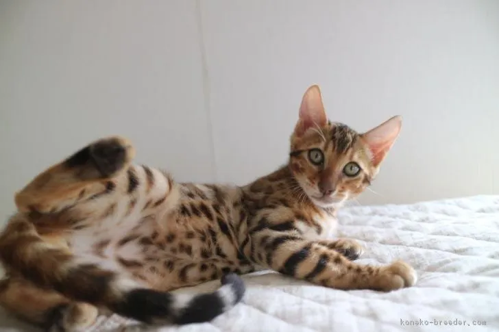 ID:1708-00532の子猫