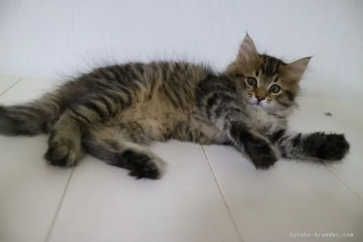 ID:2107-01812の子猫