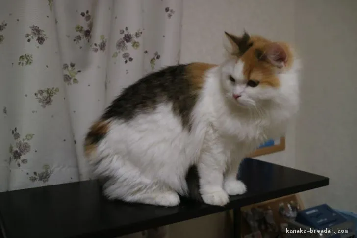 ID:1803-00397の子猫