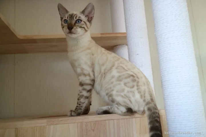 ゆりやん 様のお迎えした子猫