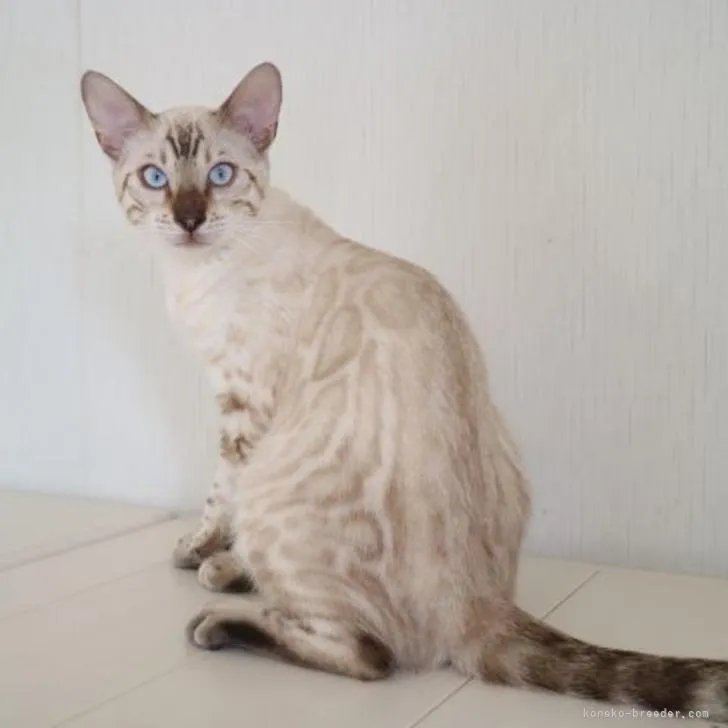 ID：2206-03008の子猫