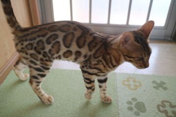 ベンガル【愛知県・女の子・2019年5月14日・ブラウンスポテッドタビー】の写真「大きいロゼットの可愛い女の子☆」
