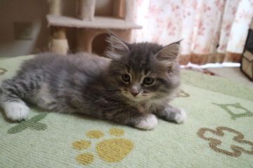 サイベリアン【愛知県・女の子・2020年6月25日・ブルーマッカレルタビー&ホワイト】の写真「ブルータビー＆ソックスの可愛い～女の子☆」