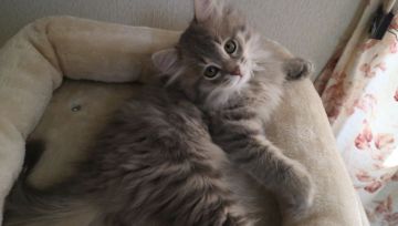 サイベリアン【愛知県・女の子・2019年8月28日・ブルータビー】の写真「両親外産☆美形のブルータビーちゃん♪」