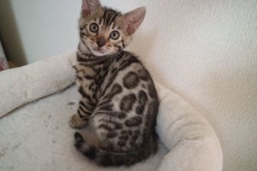 ベンガル【愛知県・男の子・2020年2月22日・ブラウンスポテッドタビー】の写真「綺麗なロゼットの可愛い男の子☆」