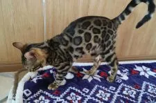 ベンガル【愛知県・女の子・2018年9月22日・ブラウンスポテッドタビー】の写真2