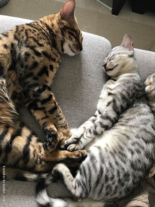 シルバ－の親猫ちゃんもおります。｜吉田　真一(よしだ　しんいち)ブリーダー(千葉県・ベンガル・ACC登録)の紹介写真2