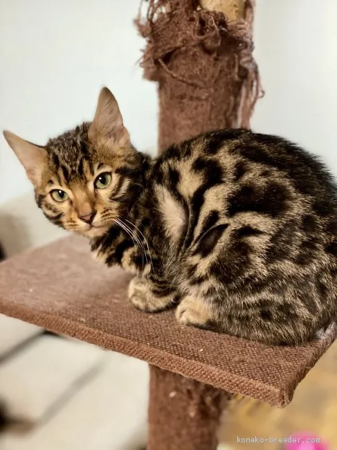 ユウ 様のお迎えした子猫