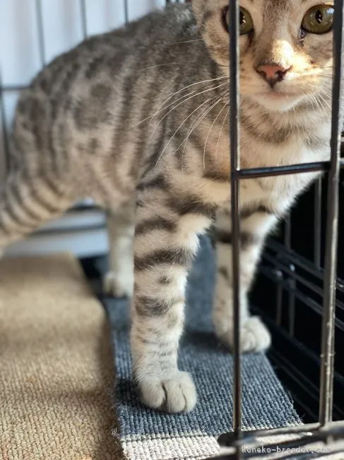 ID:2112-01255の子猫