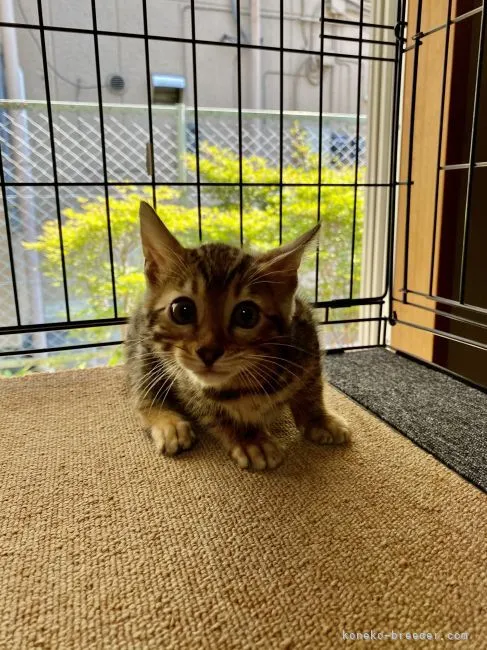 ID：2106-00851の子猫