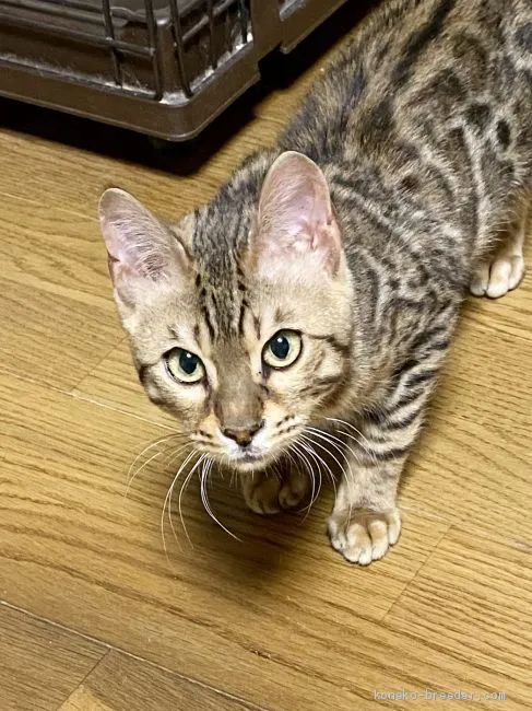 ID：2002-00227の子猫