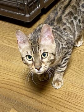 ベンガル【千葉県・男の子・2019年10月10日・ブラウンスポットタビー(ロゼット)】の写真「少し明るめのブラウン男の子です。」