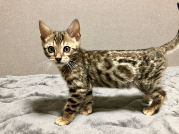 ベンガル【千葉県・男の子・2018年10月26日・ブラウンスポテットタビー】の写真「元気やんちゃ坊主」