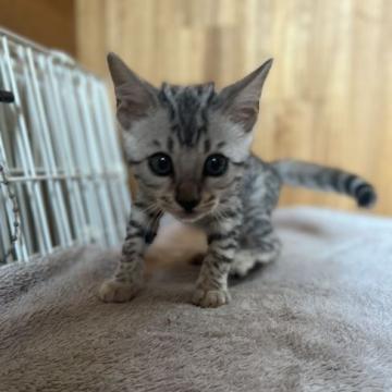 ベンガル【千葉県・女の子・2022年7月20日・シルバースポテッドタビー(ロゼット)】の写真「神秘的」