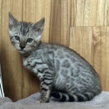ベンガル【千葉県・男の子・2022年7月20日・シルバースポテッドタビー(ロゼット)】の写真「癒されます」