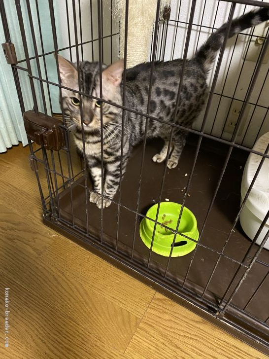 ベンガル【・男の子・2019年8月1日・シルバースポテッドタビー】