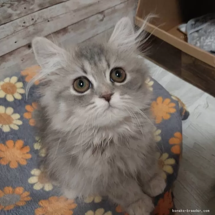 M 様のお迎えした子猫