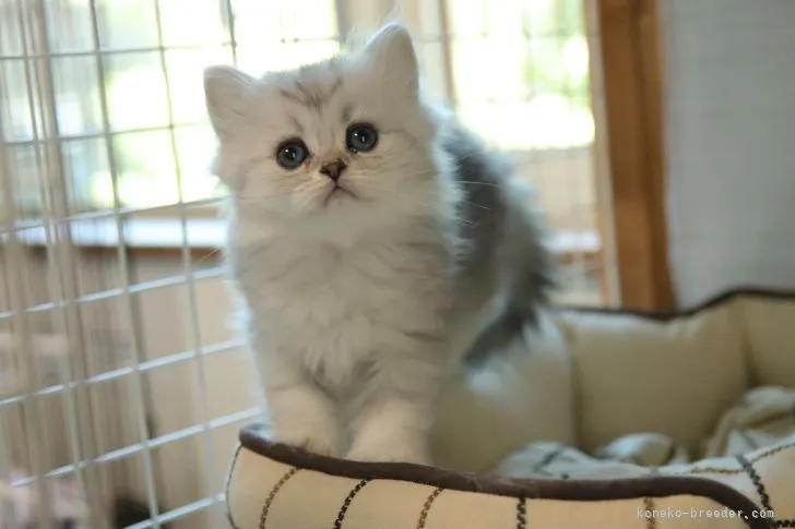 ID：2106-01130の子猫