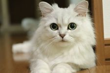 ペルシャ(チンチラ)【・女の子・2019年1月25日・チンチラシルバー】