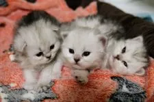 ペルシャ(チンチラ)【北海道・女の子・2021年10月29日・チンチラシルバー】の写真3「11/19撮影。生後21日目。（左）」