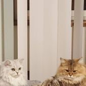 ペルシャ(チンチラ)【・女の子・2019年1月25日・チンチラシルバー】