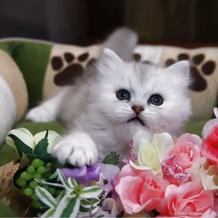 ペルシャ(チンチラ)【北海道・男の子・2025年11月2日・チンチラシルバー】の写真1