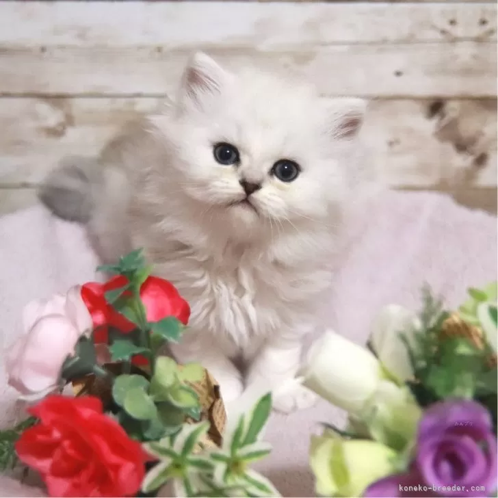 ID：2503-02702の子猫