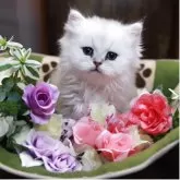 ペルシャ(チンチラ)