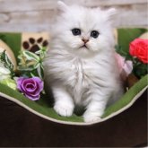 ペルシャ(チンチラ)