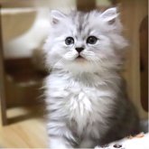 ペルシャ(チンチラ)