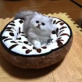 ペルシャ(チンチラ)【北海道・男の子・2025年2月10日・チンチラシルバー】の写真7