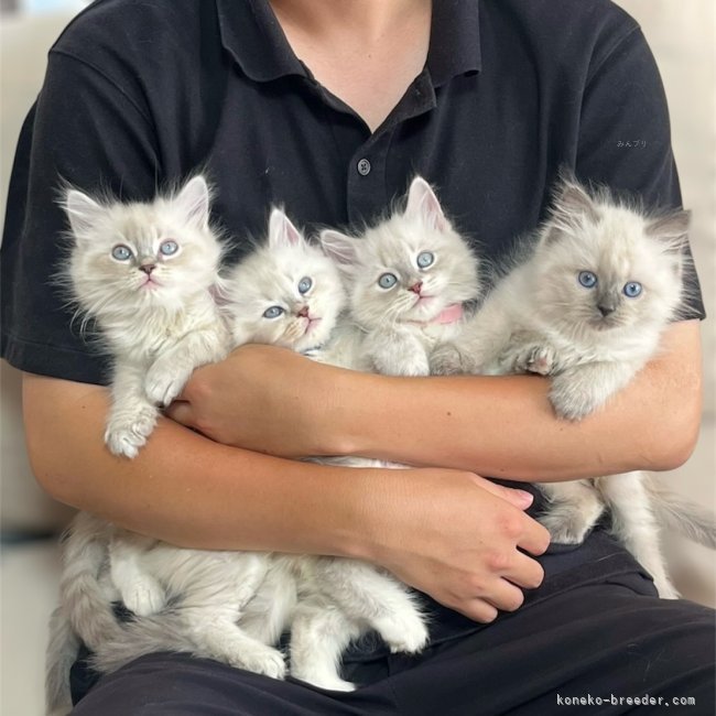 嶋田　修士(しまだ　しゅうじ)ブリーダー(東京都・サイベリアン・JCC（旧ACC）登録)の紹介写真2