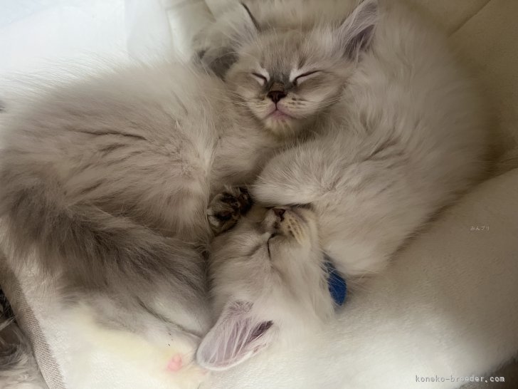 仲良しな子猫｜嶋田　修士(しまだ　しゅうじ)ブリーダー(東京都・サイベリアン・JCC（旧ACC）登録)の紹介写真3