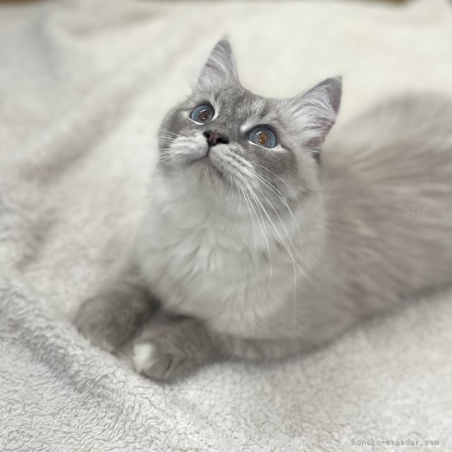 ママ猫💕｜嶋田　修士(しまだ　しゅうじ)ブリーダー(東京都・サイベリアン・JCC（旧ACC）登録)の紹介写真4