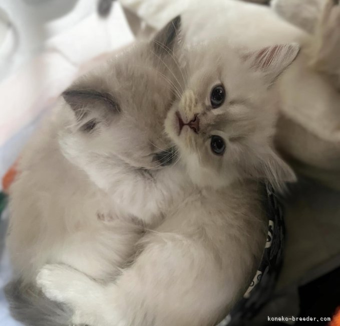 嶋田　修士(しまだ　しゅうじ)ブリーダー(東京都・サイベリアン・JCC（旧ACC）登録)の紹介写真5