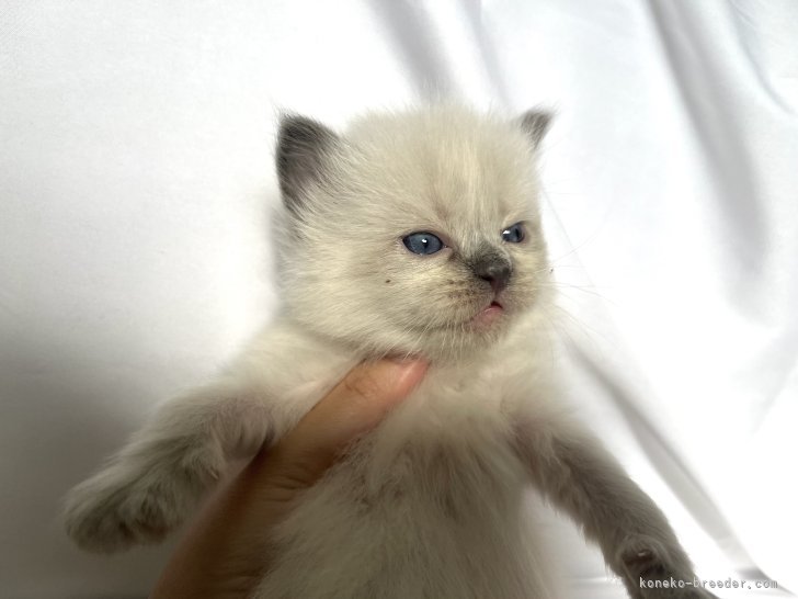 嶋田　修士(しまだ　しゅうじ)ブリーダー(東京都・サイベリアン・JCC（旧ACC）登録)の紹介写真6