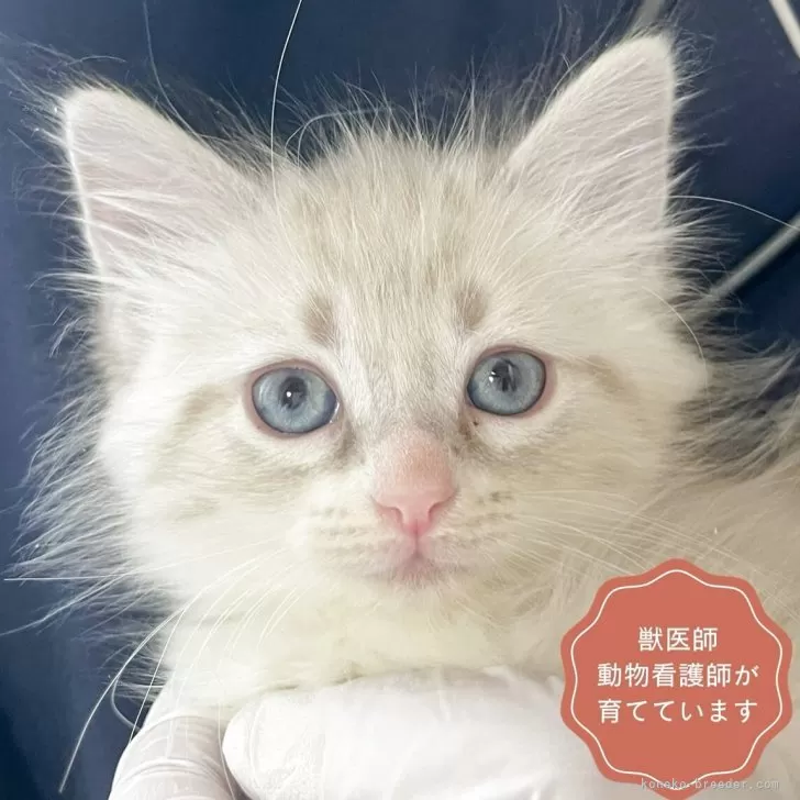 サイベリアン【東京都・男の子・2025年11月11日・ポイントカラー】の写真1「元気いっぱいの男の子です☺️好奇心旺盛で甘えん坊な性格です。」