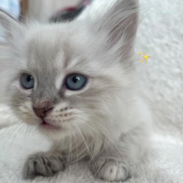 サイベリアン【東京都・男の子・2025年5月5日・シールリンクスポイント（ネヴァマスカレード）】の写真「獣医師・動物看護師が育てています🎶」