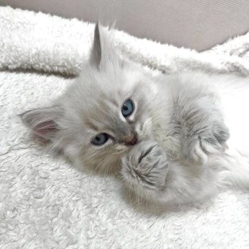 サイベリアン【東京都・女の子・2025年5月5日・シールリンクスポイント（ネヴァマスカレード）】の写真「獣医師・動物看護師が育てています🎶」