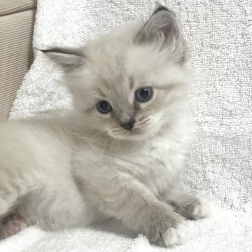 サイベリアン【東京都・男の子・2025年9月24日・ポイントカラー】の写真「獣医師・動物看護師が育てています🎶」