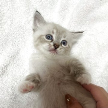 サイベリアン【東京都・女の子・2025年9月24日・ポイントカラー(ネヴァマスカレード)】の写真「獣医師・動物看護師が育てています🎶」