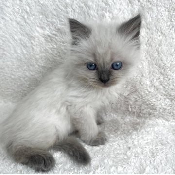 サイベリアン【東京都・男の子・2025年5月5日・ブルーポイント（ネヴァマスカレード）】の写真「獣医師・動物看護師が育てています🎶」